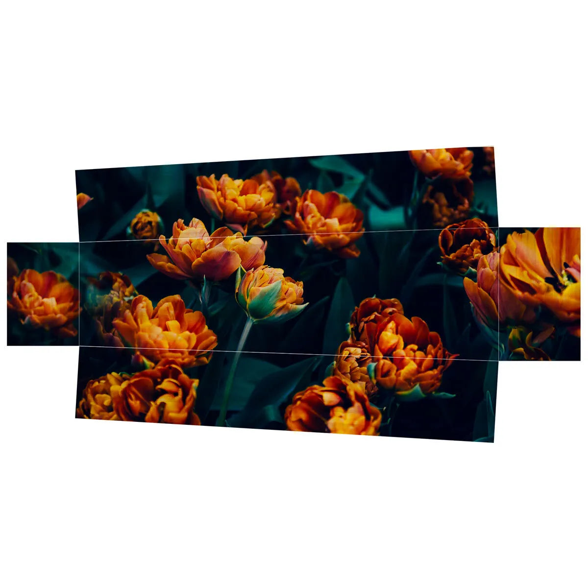 Tulpen oranje donker