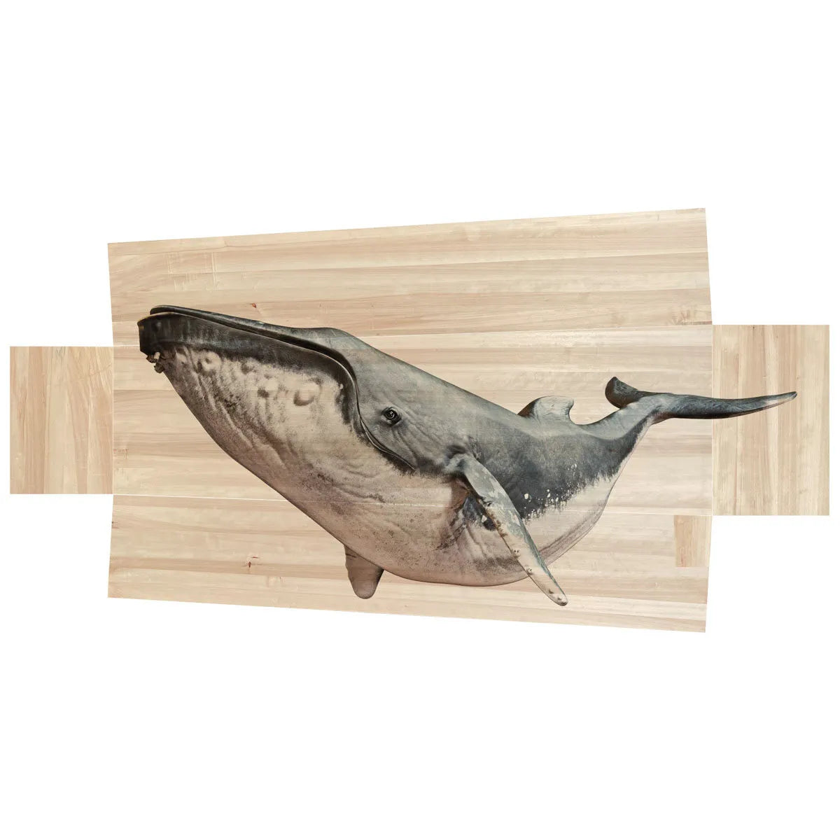 Walvis groot